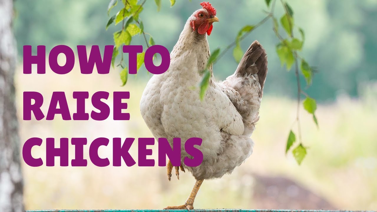 How To Raise Chickens ft Annette of Azure Farm (Backyard Bounty Podcast Episode 64)