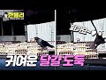 [한블리] 너 뭐 하는..? 블랙박스에 찍힌 귀여운 달걀 도둑 ( ˶ｰ̀֊ｰ́˶) | 한블리 (한문철의 블랙박스 리뷰) 70회 | JTBC 240305 방송