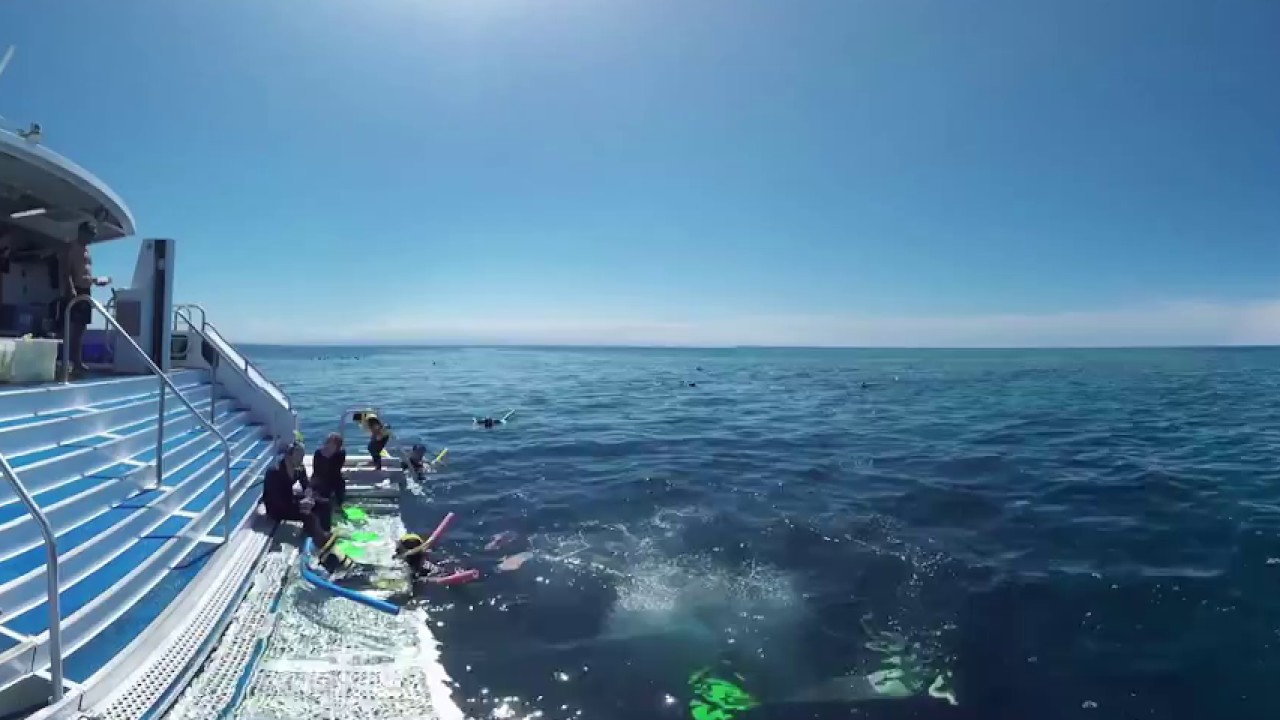 Silversonic - Dive & Snorkel,  Port Douglas, Australia. 360 VR