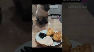 Hep dip dibe ❤️sürpriz 🫣 #keşfetbeniöneçıkar #catshorts #kedi #cat #ingstagram