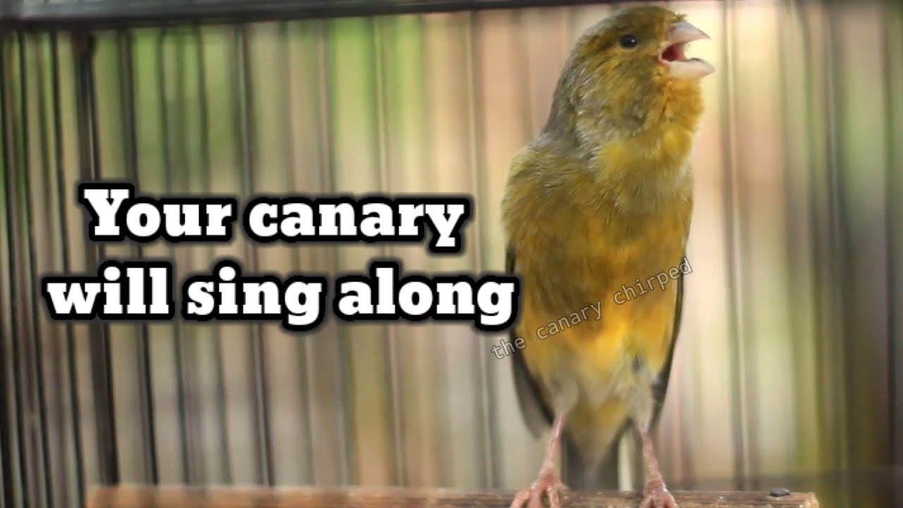 Singing Canary Cuttlebone Reference: Singing Canaries Tempt All Canaries To Sing