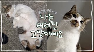 구조될때도 꾹꾹이 하던 고양이를 입양했습니다