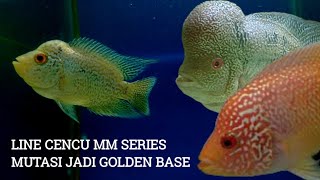 ANAKAN LOUHAN CENCU MM SERIES ADA YANG MUTASI GOLDEN BASE