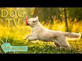 Dog tv entertainment for dogs when home alone  you can relax your dog with soothing music