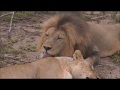 Safari Live : Lions Nhenha and Amber Eyes on drive this morning with Noelle  Feb 02, 2018