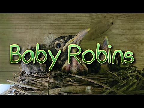 Video: Kan een jong roodborstje alleen overleven?