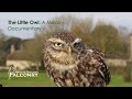 The Little Owl: A Micro - Documentary