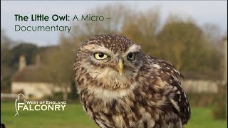 The Little Owl: A Micro  Documentary