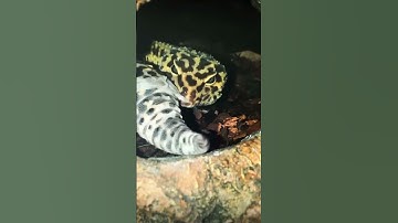 Leopard gecko eats his tail