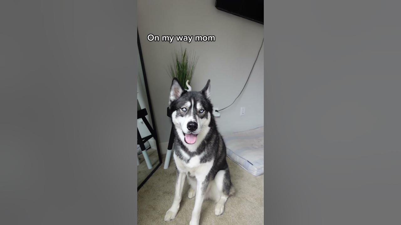 Open door Close door selfie husky huskies dogs dogshorts shorts