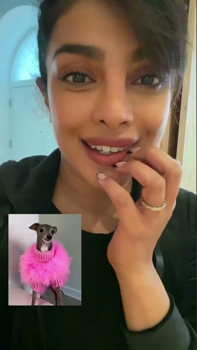 #Shorts Priyanka Chopra | Best Funny Dogs Videos | Dogs Best Friends Of Human | Dogs Funny Videos