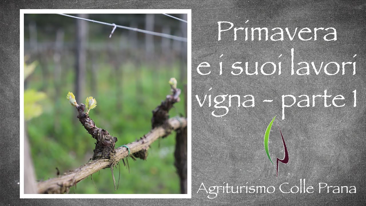 I lavori primaverivili in vigna - Agriturismo Colle Prana