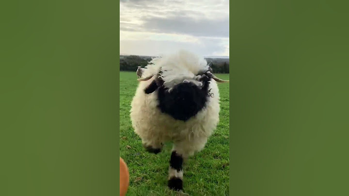Rozkošné poskakující jehněčí - šťastnou neděli - ovčí chléb - Wallis BlackNose -😊 😃 Roztomilé