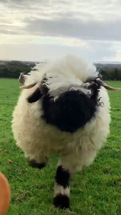 Adorable Bouncing Lamb - Happy Sunday - Sheep Bread - Valais BlackNose -😊 😃  Cute