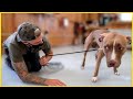 TERRIFIED PITBULL'S LIFE CHANGED AFTER THIS...