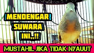 Tipe burung perkutut pemanggil lawan ter ampuh ❗@mangoendjoyochannel8053