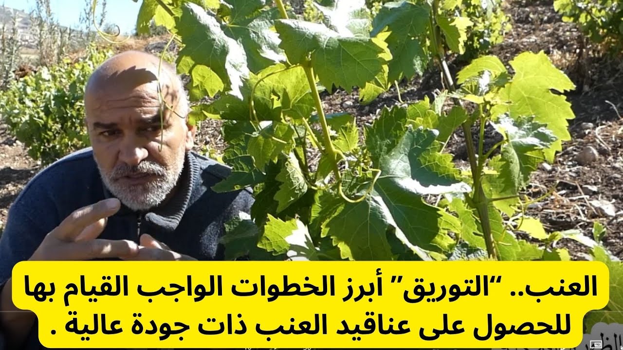 العنب.. “التوريق” أبرز الخطوات الواجب القيام بها للحصول على عناقيد العنب ذات جودة عالية .