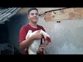 Como criar Patos