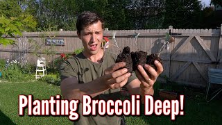 The RESULTS of Burying my Broccoli Seedlings Deep Like Tomatoes!