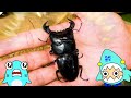 カブトムシを見に行こう！サメニンとびーとるランド２！