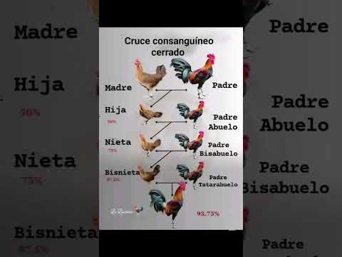 Cruce consanguíneo cerrado