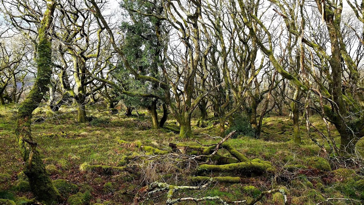 Sacred  Oak Forest of The Druids: Ty Canol Forest Pembrokeshire Wales