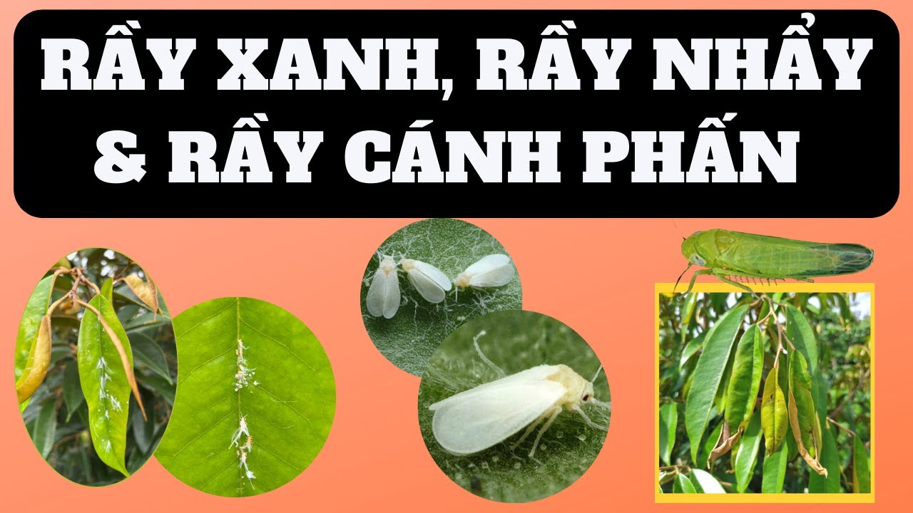 Tổng hợp thông tin về rầy xanh, rầy nhẩy và rầy cánh phấn | Nhận diện ...