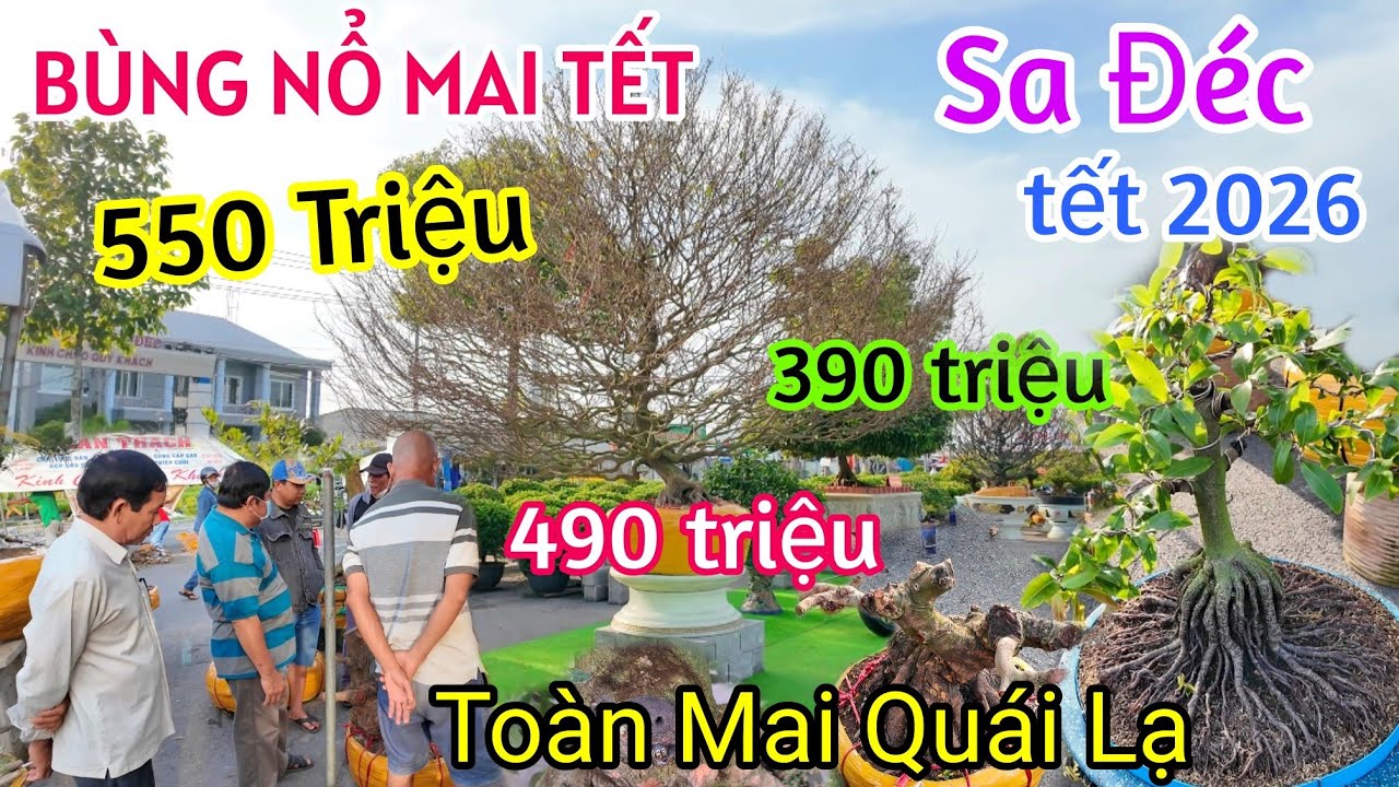 QUÁ ĐỈNH CHỢ HOA TẾT SA ĐÉC 2026 CHÓNG MẶT VỚI DÀN MAI KHỦNG QUÁI LẠ CHƯA TỪNG CÓ