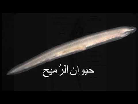 حيوان الر ميح