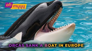 Orcas Sank Another Boat in Europe | George Takei’s Oh Myyy