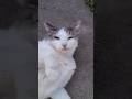 Sadie likes to be petted like a dog #cat #shorts