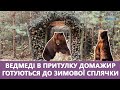 Ведмеді в притулку 🐻 Домажир готуються до зимової сплячки. Онлайн прогулянка