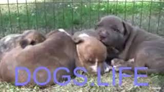 Dogs Life - Pit Bull Growls And Snaps At Her Puppies In Hd