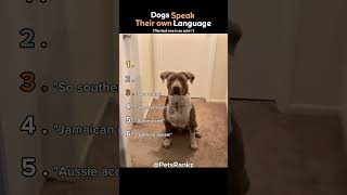 Ranking Dogs Understanding Their Language 🐶🧠 (You Won’t Believe No.1)