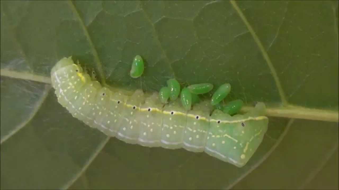 Parasitized caterpillar ("A litter of parasites") YouTube