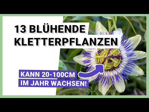 Video: Verwendung von Klettenpflanzen: Tipps zum Anbau von Klettenpflanzen in Gärten