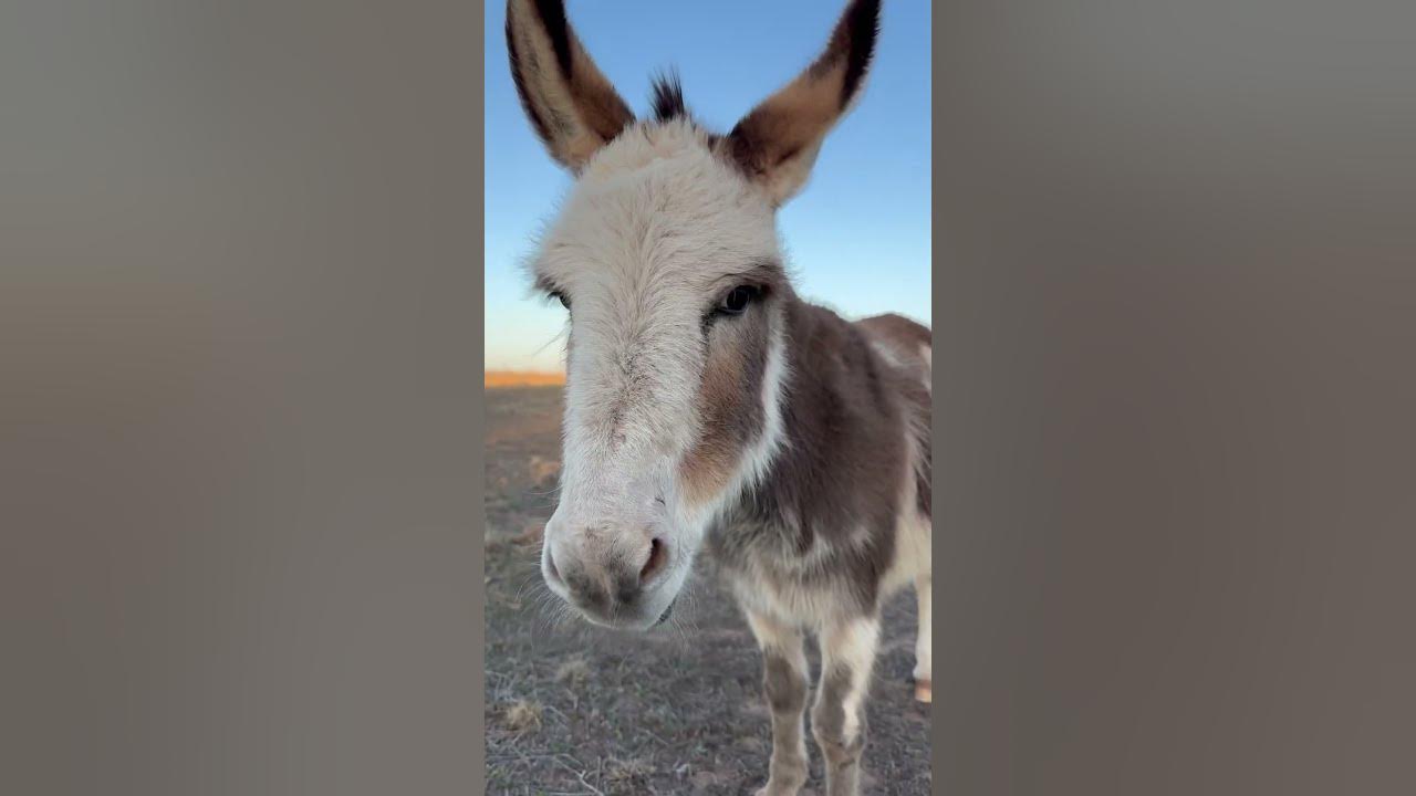 Donkeys have a cross on their backs wow easter jesus animallover