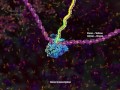 Mrna processing and the spliceosome 2014 by drew berry wehitv