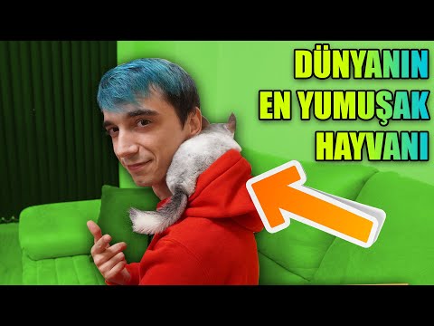 Video: Çinçilla Nasıl Satılır