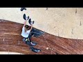 Female Youth Junior Qualifier 1