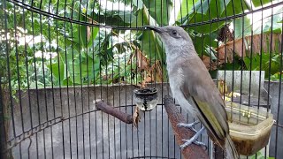 Cucak Kombo Gacor Untuk Masteran Burung Kicau - Kecangklikan Gacor Mental Baja