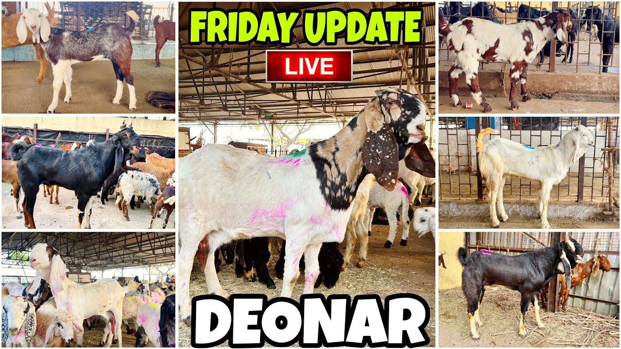 DEONAR BAKRA MANDI LATEST UPDATE 2026 || FRIDAY LIVE MARKET ||