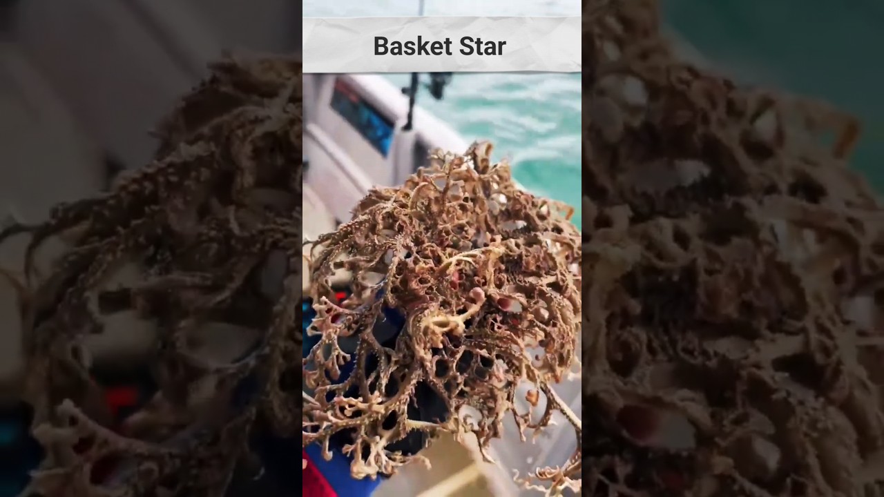 Basket Star fish 