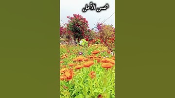 سورة يوسف القارئ عبد العزيز سحيم #سورة_يوسف#عبدالعزيز_سحيم#قران_الكريم #chorts #اكسبلور #حالات_واتس