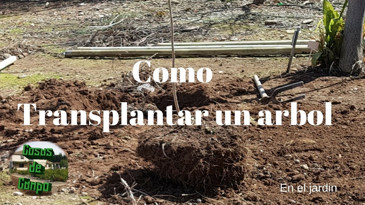 Como Trasplantar un árbol en el jardín YouTube