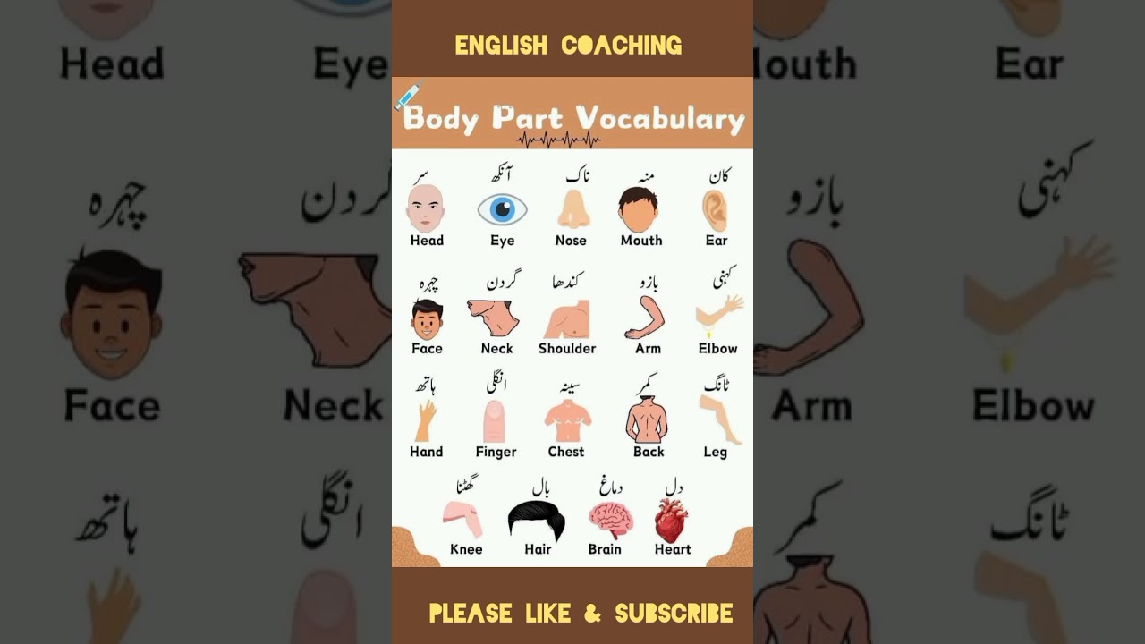 Parts of body with Urdu meaning
