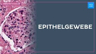 Epithelgewebe - Histologie Einfach Erklärt Kenhub