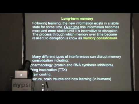 Cristina Alberini: "The Dynamic Memory Trace" Part 2
