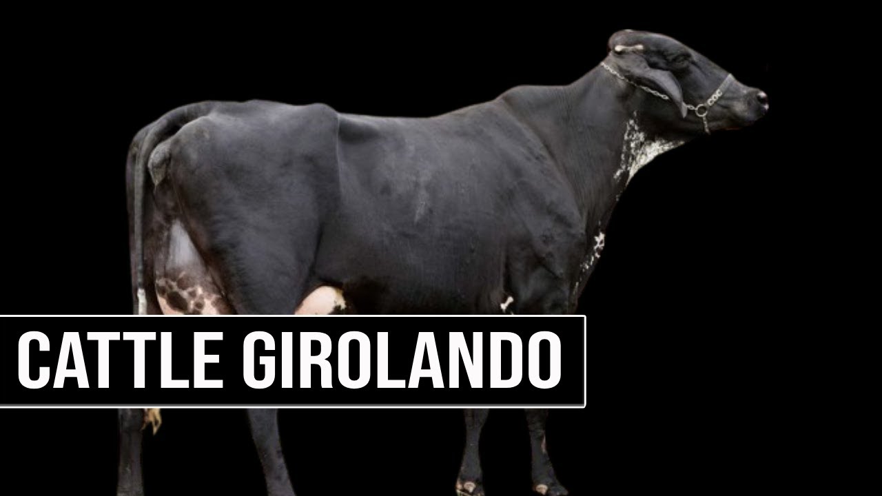 🔴 How To Improve The Genetics And Nutrition Of GIROLANDO Cattle 🥛