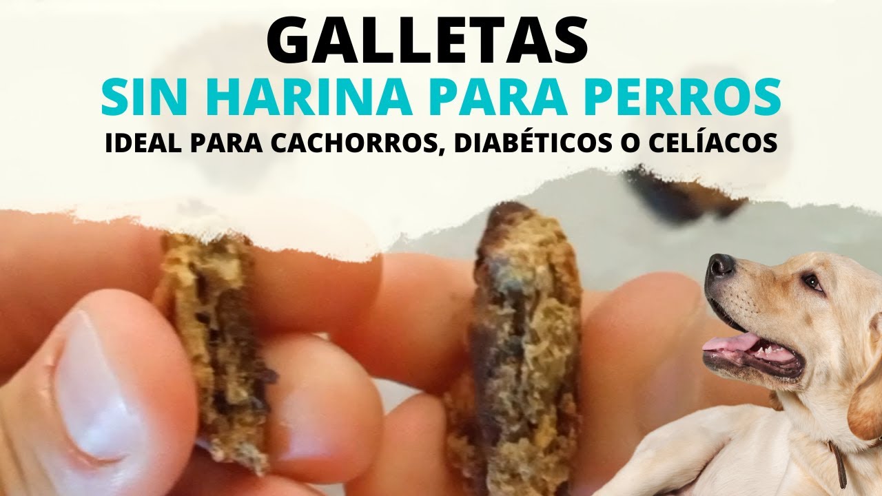 Galletas sin harina para perros diabéticos, celíacos o cachorros - YouTube